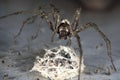 Spider With Egg Royalty Free Stock Photo