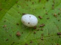 Spider Egg Sac Royalty Free Stock Photo