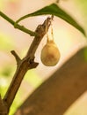 Spider egg sac Royalty Free Stock Photo