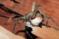 Spider with Egg Sack