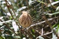 Spider eggs in the garden