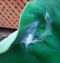 Spider Eggs on Leaf