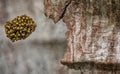 Spider Eggs Nest in Crevice of Tree Bark Royalty Free Stock Photo