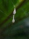 spider eggs in the web.insect,animals,fauna macro photography Royalty Free Stock Photo