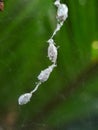 spider eggs in the web.insect,animals Royalty Free Stock Photo