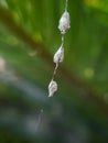 spider eggs in the web.insect,animals Royalty Free Stock Photo