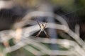 spider at the elsey national park - australia Royalty Free Stock Photo