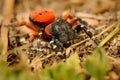 Spider Eresus moravicus - male searching female. Moravia, Czechia, Europe