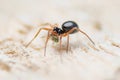 Spider Erigone, Erigoninae, Linyphiidae, Araneomorphae with prey, wildlife, macro photography Royalty Free Stock Photo