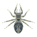 Spider Evarcha arcuata (female)