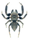 Spider Evarcha arcuata (male)