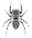 Spider Evarcha arcuata