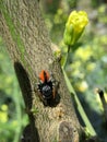 Spider exemplary philaeus chrysops