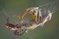 Spider with fangs in hopper Royalty Free Stock Photo