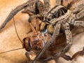 Spider feeding on a house cricket Royalty Free Stock Photo