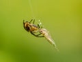 Spider Feeding On Prey Royalty Free Stock Photo