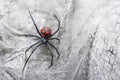 Spider female black widow on the web Royalty Free Stock Photo