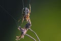 Spider female hanging on its web Royalty Free Stock Photo