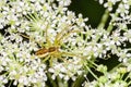 Spider female lurks on flower waiting for prey