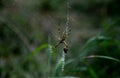 This spider has a characteristic color scheme combining yellow and black stripes interwoven with a thin white border. The female