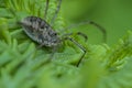 Spider on a fern plant macro.