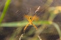 1spider Royalty Free Stock Photo