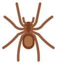 Spider flat insect icon. Arachnid color symbol