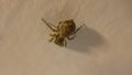 Spider on the floor Royalty Free Stock Photo