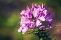 Spider flower in bloom