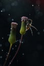 Spider on flower bud Royalty Free Stock Photo