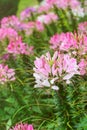 Spider flower(Cleome hassleriana) blooming in the Royalty Free Stock Photo