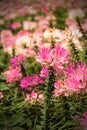 Spider flower(Cleome hassleriana) blooming in the Royalty Free Stock Photo