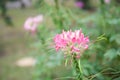 Pink spider flower(Cleome hassleriana) in garden Royalty Free Stock Photo