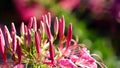 spider flower or Cleome hassleriana in penglipuran village , Bangli , Bali.newly blooming flower in the traditional garden villag Royalty Free Stock Photo