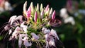 Spider flower or Cleome hassleriana in penglipuran village , Bangli , Bali.newly blooming flower in the traditional garden village Royalty Free Stock Photo