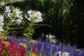 Spider flower or Cleome hassleriana or Spider plant or Grandfathers Whiskers.