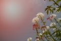 Spider flower or Cleome hassleriana or Spider plant or Grandfathers Whiskers.