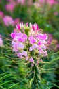 Spider Flower or Cleome with pink color petal blooming in the garden Royalty Free Stock Photo