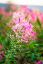 Spider Flower or Cleome with pink color petal blooming in the garden Royalty Free Stock Photo