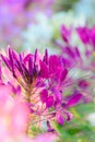 Spider Flower (Cleome spinosa) Royalty Free Stock Photo