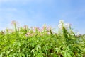 Spider flower(Cleome spinosa Jacq.) Royalty Free Stock Photo