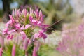 Spider flower (Cleome spinosa Jacq). Royalty Free Stock Photo