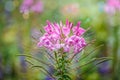 Spider flower Royalty Free Stock Photo