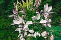 spider flower, close-up. Cleome. Royalty Free Stock Photo