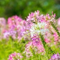 Spider flower Royalty Free Stock Photo