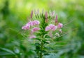 Spider Flower flower (Cleome spinosa) Royalty Free Stock Photo