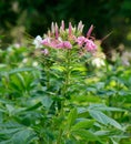 Spider Flower flower (Cleome spinosa) Royalty Free Stock Photo