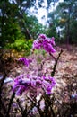 Flower and insect Royalty Free Stock Photo