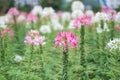 Spider flower garden are beautiful nature vegetation. and suitable to do texture Royalty Free Stock Photo