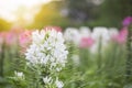 Spider flower garden and sunset  are beautiful nature vegetation. and suitable to do texture Royalty Free Stock Photo